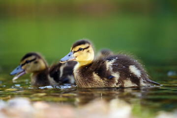 The mallard or wild duck (Anas platyrhynchos) a small duck with down feathers on the water. Small hairy ball. Duckling in the morning sun with green background.