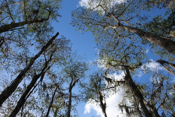 Looking up at cypress trees in swamp and blue sky