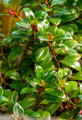 Nematanthus gregarius pertenece a la familia Gesneriaceae