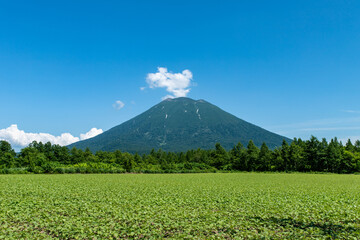 北海道の初夏の羊蹄山の風景