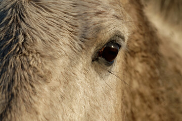 Close up of the eye of a white horse