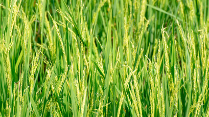 Abstract background of fruiting rice in the rice field