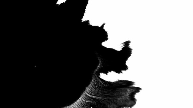 Ink drop on white black background footage, Ink footage