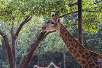 Lovely giraffes in the zoo