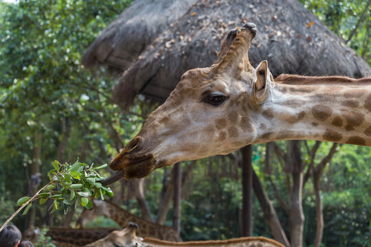 Lovely giraffes in the zoo