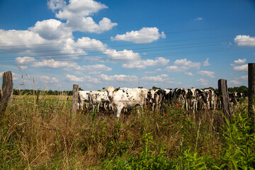 Kuhherde auf einer Weide in der Altmark bei Stendal und leicht bewöltem Himmel