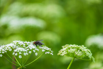 Summer flowers with a fly in a meadow
