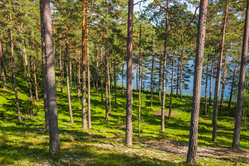 Beautiful pine forest at a lakeshore in the summer