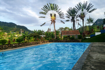Thermal spa pool in Ranomafana, Madagascar with Ravenala palm tree behind