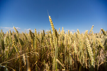 Weizen in Nahaufnahme, Sommer, Feld, Ernte in der Altmark in Sachsen-Anhalt