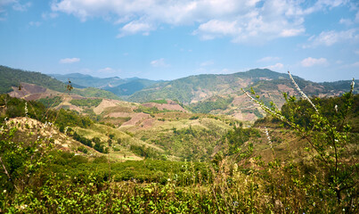 Fototapeta na wymiar Mountainside plantations at Doi Mae Salong. Mountain landscapes of northern Thailand. Chiang Rai Province. Thailand. Thai highlands. Tea Plantations