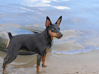 dog on the beach