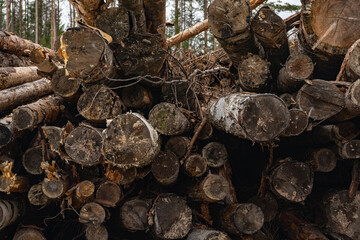 Log piles, logging. harvesting tree trunks in the forest.