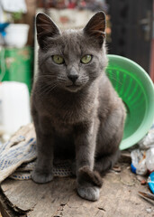 Bombay black cat portrait with green eyes and attentive look in green grass in nature in garden