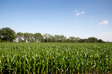 Maisfeld in der Altmark, Sachsen-Anhalt