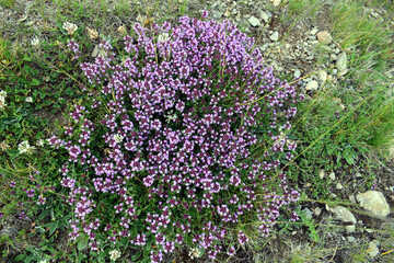 Obraz premium Medicinal herbs, thyme in the mountains.