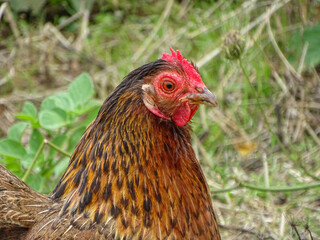 Photo of a chicken, outdoors, sustainable farming.