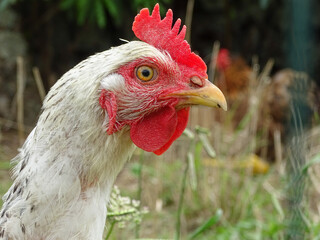 Photo of a chicken, outdoors, sustainable farming.