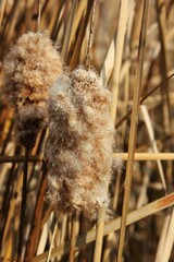 Puffy cattails 