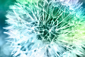 romantic dandelion with seeds in blue and green colors flowery floral background or wall art in macro and close-up style 