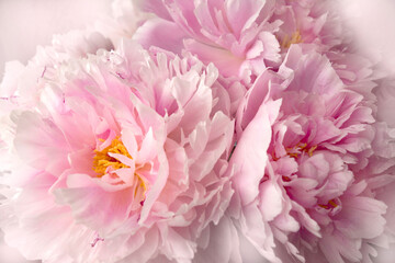 bunch of romantic pink peonies flowers in macro or close-up style like floral wall art image or beautifil flowery background