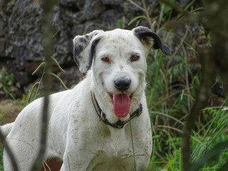 Obraz premium Black and white dog, dalmatian breed, outside playing.