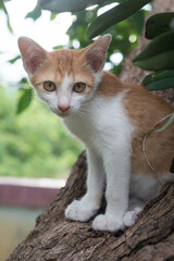  kitten on tree , kitten on pine