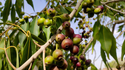 Unripe fruits of blackberry ( Jamun) on the tree, close up view