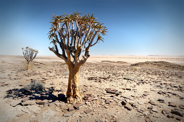 Fototapeta na wymiar Quiver tree in Namibia.