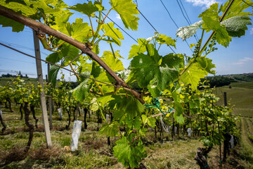 Vineyards and a vine Jeruzalem in Slovenia