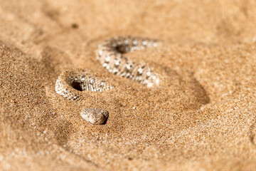 Adder in desert near Swakopmund, Namibia.