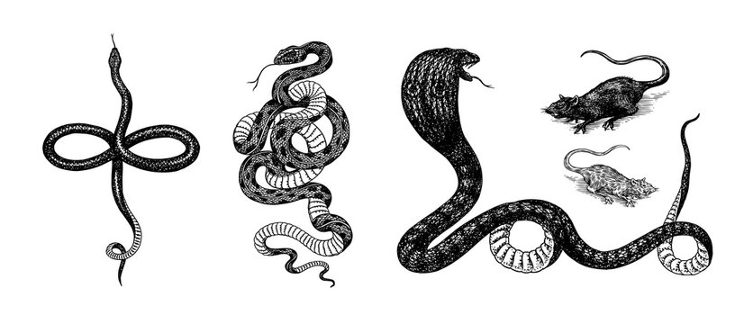 Ilustração de contorno de cobra. Serpente: vetor stock (livre de direitos)  724373428