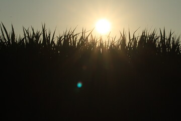 sun rising behind the grass field in the early morning in the village