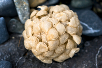 Buccinum undatum egg on the beach