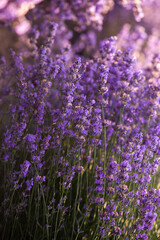 Beautiful lavender field at sunrise. Purple flower background. Blossom violet aromatic plants.