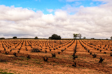 Landscape of vineyards under gray sky in Castilla la Mancha