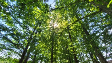 Obraz premium 하니 라벤더팜