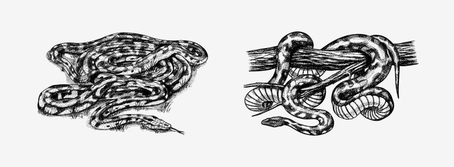 Pythonidae or python. Boinae or boas or boids. Nonvenomous snake Reptilia illustration. Engraved hand drawn in old sketch, vintage style for sticker and tattoo.