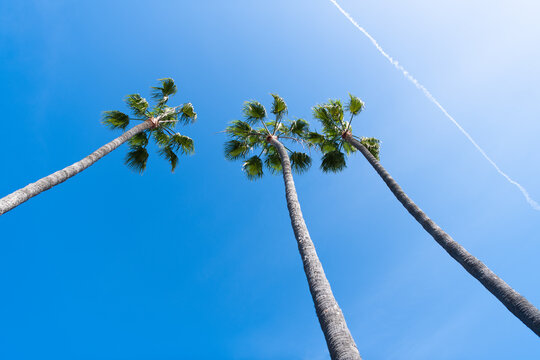 three palm trees on blue sky background with contrail in summer, summer vacation