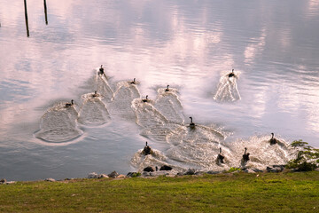 Canadian Geese landing and swimming in the Rappahannock river in Northern Virginia.