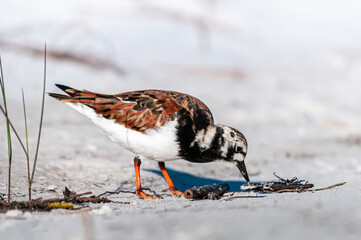 rudy turnstone