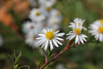 daisies in the garden