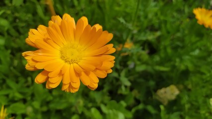 Marigold in the garden.