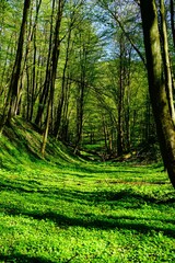 Soczysta zieleń w lesie wiosną 