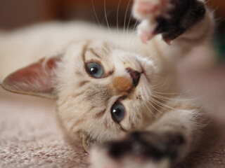 寝転んで甘える飼い猫