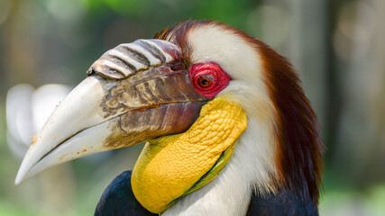 Close up portrait of Wreathed hornbill, endarged species from indonesia