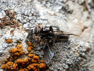 Zebra spider on a rock. Genus Salticus.