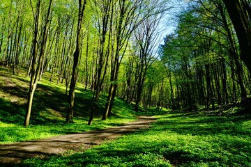 Leśna droga wiosną