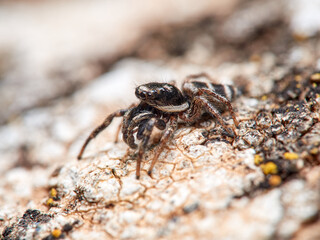 Zebra spider on a rock. Genus Salticus.