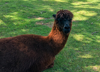 Brown alpaka laying on the grass